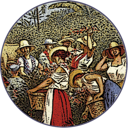 Logo Kaffeebohnenmischung Don Boleto